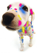 dalmation